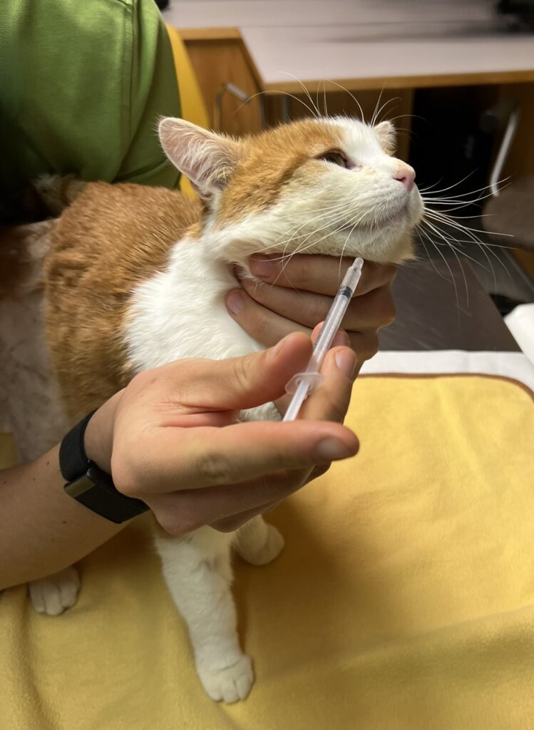 katze halten bearbeitet2