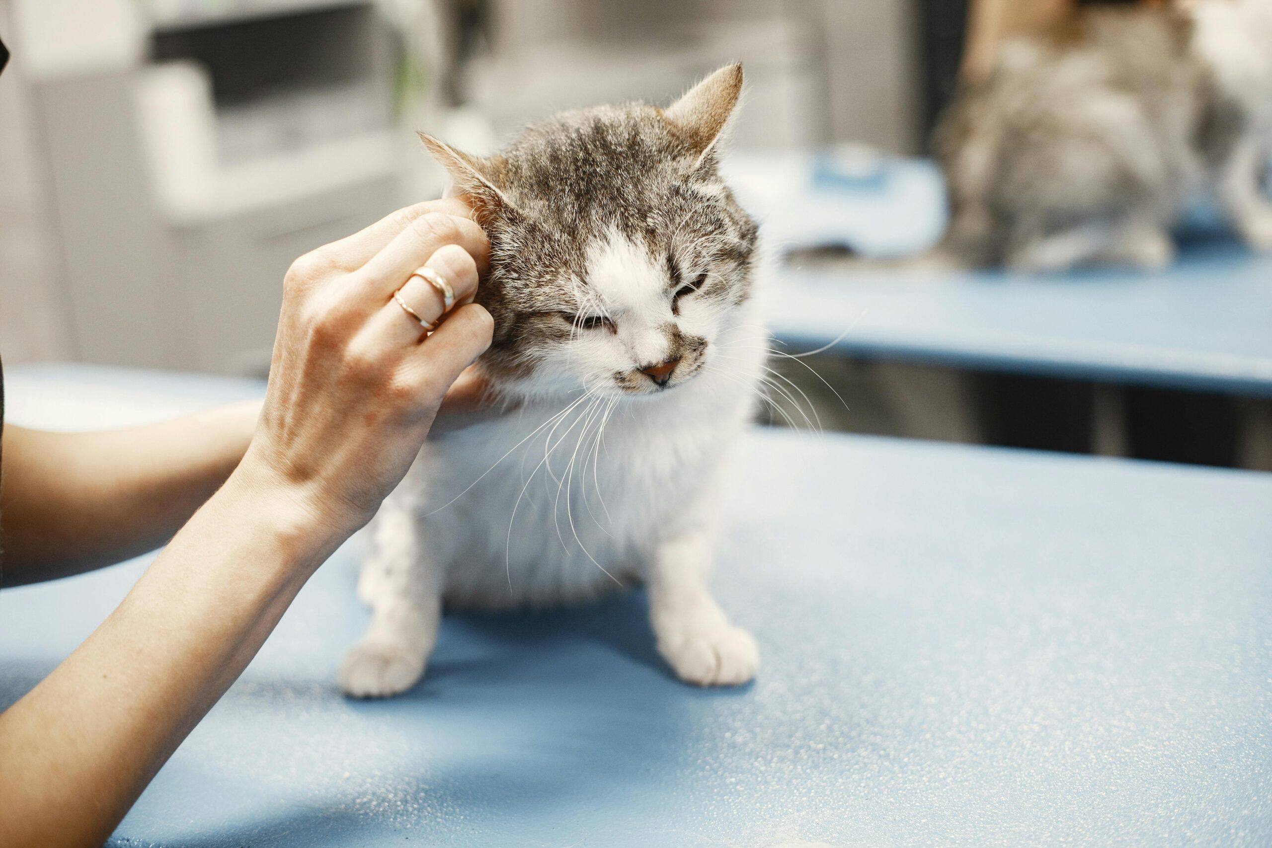 A veterinarian's hands examining a white and grey kitten on a blue table.